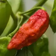 Crvena Naga Morich ljuta paprika specifične arome za Standard i Zlo Edition soseve.